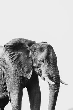 an elephant with tusks standing in the dirt and looking at the camera, black and white photograph