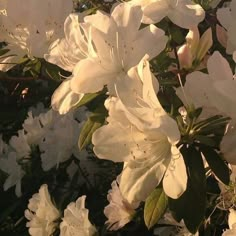 white flowers are blooming in the sunlight