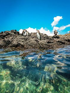 some birds are sitting on the rocks in the water