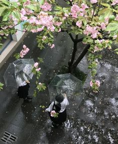 two people with umbrellas are standing in the rain near a tree that has pink flowers on it