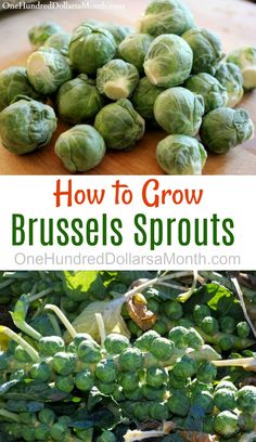 brussel sprouts on a cutting board with the title how to grow brussel sprouts