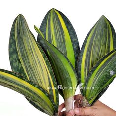 We had many Collection beautiful Plant Monstera Thai constellation variegated 
Syngonium ,Philodendron,Heliconia, Plumeria etc..
💕 Wholesale & Retail(interest please contact me 😊) Hobby Greenhouse, Variegated Plants, Unusual Plants, Rare Plants, Exotic Plants, Healthy Plants, Patio Deck