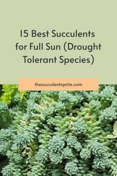 green plants with text overlay that reads 15 best succulents for full sun brought