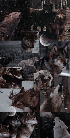 collage of wolfs in the woods with moon and stars