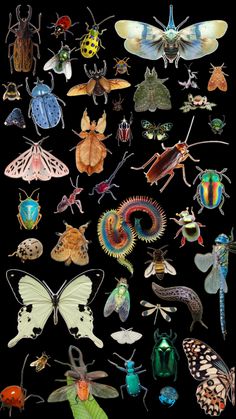 an assortment of bugs and insects on a black background