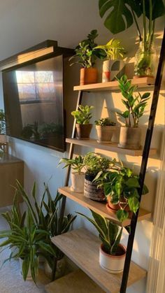 there are many potted plants on the shelves