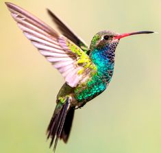 a colorful hummingbird flying through the air