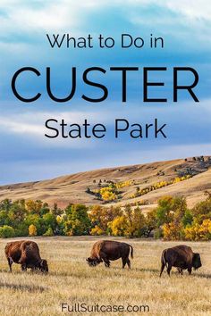 three cows grazing in a field with the words what to do in custer state park