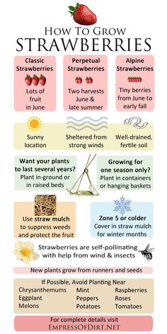 how to grow strawberries info sheet