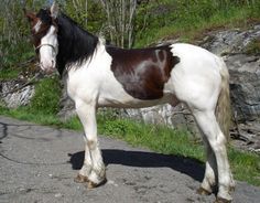 a brown and white horse standing on the side of a road