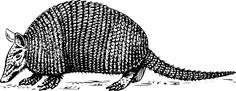 an armadile is shown in black and white