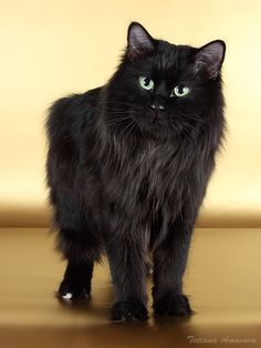 a black cat standing on top of a wooden floor next to a yellow wall with green eyes