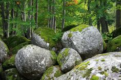 large rocks covered in green moss and trees