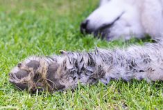 a cat laying in the grass next to a dog