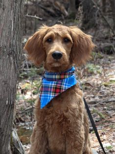 a brown dog wearing a blue bandana sitting next to a tree in the woods