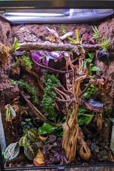 an aquarium filled with plants and rocks