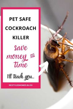 a cockroach sitting on top of a white plate with a pink sign that says, pet safe cockroach killer save money time i'll'll teach you