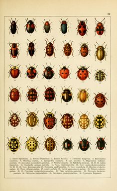 an old book with different types of bugs