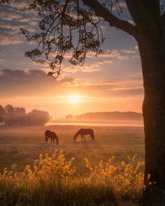 two horses graze in a field as the sun sets