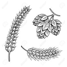 an illustration of hops and wheat stalks on a white background stock photo - 958972