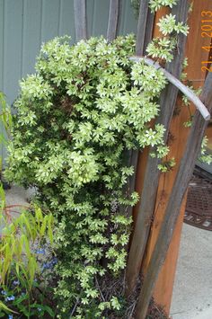 a green bush growing next to a wooden fence