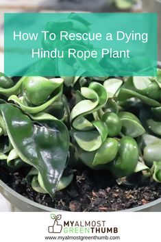 a potted plant with the words how to rescue a dying hindu rope plant on it