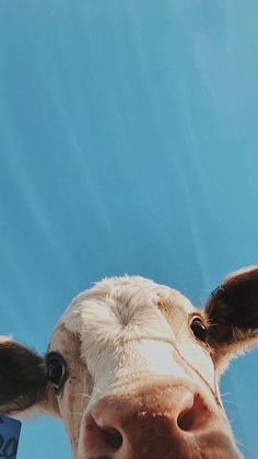 a brown and white cow standing next to a blue sky with a tag on it's ear