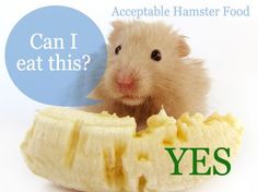 a hamster eating a banana with the caption can i eat this? yes