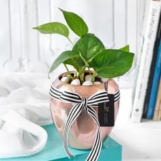 a potted plant is wrapped in black and white ribbon on top of a table