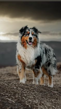 a blue merle and white dog standing on top of a dry grass covered field