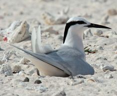 a white and black bird sitting in the sand