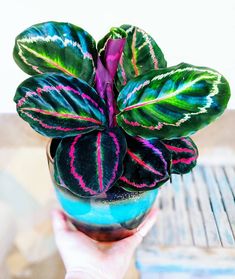 a person holding a plant in a blue vase with pink and green stripes on it