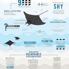 an info poster showing the different types of sea animals