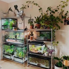 a room filled with lots of different types of plants