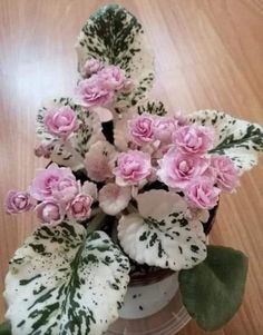 a potted plant with pink and white flowers