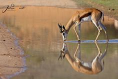 a gazelle drinking water from a body of water