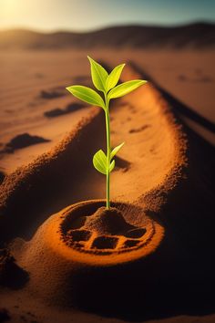 a small green plant sprouting out of the sand on a sunny day in the desert