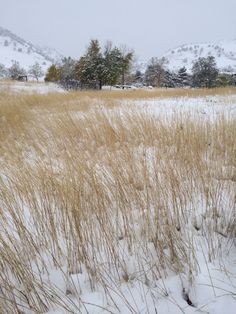 snow covered grass and trees in the background