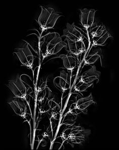 black and white photograph of flowers in the dark