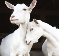 two white goats standing next to each other