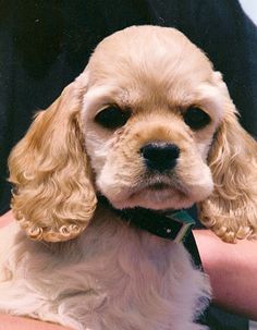 a small white dog wearing a black bow tie on its owner's arm,