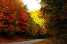 an empty road surrounded by colorful trees in the fall season with yellow, orange and red leaves