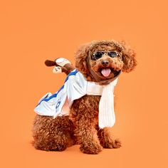 a brown dog wearing sunglasses and a white scarf with a baseball bat on it's back