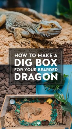 how to make a dig box for your bearded dragon