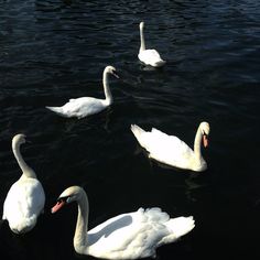 four white swans swimming in the water together