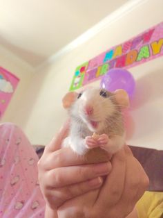 a person holding a small rodent in their hand with a happy birthday sign on the wall behind it