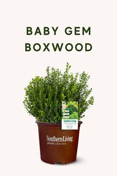 a baby gem boxwood plant in a pot with the words southern living on it