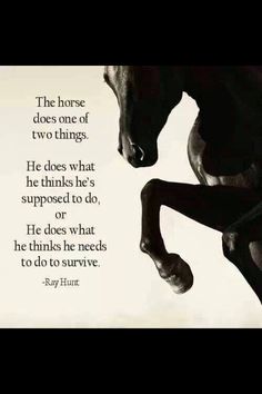 a black horse standing on its hind legs in front of a white background with a quote from ray hunt