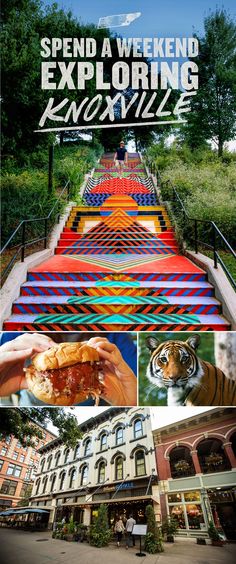 an advertisement for a travel company with images of buildings and animals on the steps that lead up to it