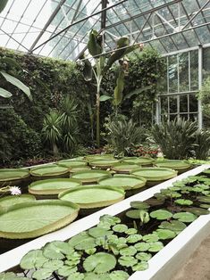 the inside of a greenhouse filled with lots of water lilies